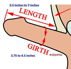 Penis size improvement
