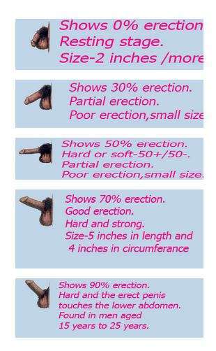 Penis erection quality