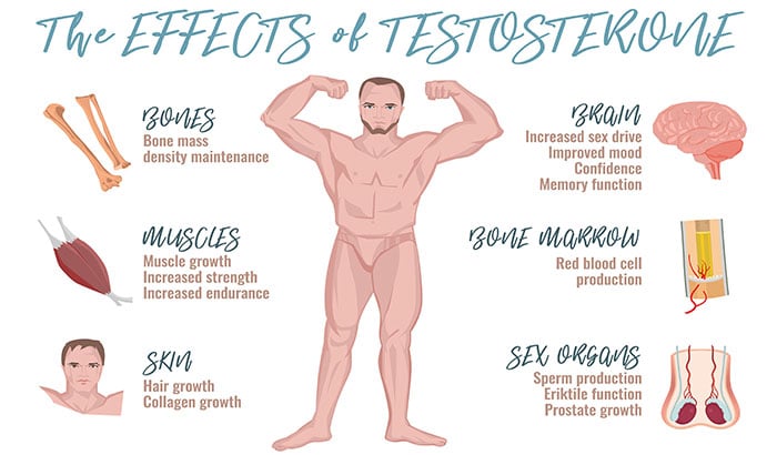 Testosterone