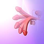 Erectile dysfunction